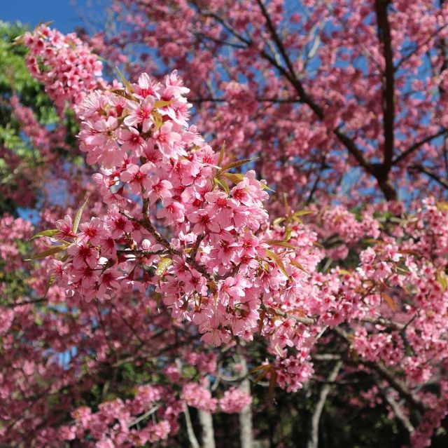 ดอกพญาเสือโคร่งบานแล้วที่เชียงใหม่ 🌸