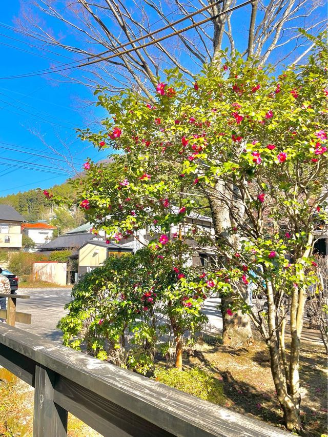 유후인에서 여유롭게 물멍 "긴린코 호수"🌳