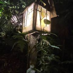 The Tree Top User Photo