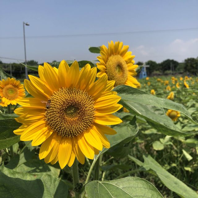 春夏季賞花好去處