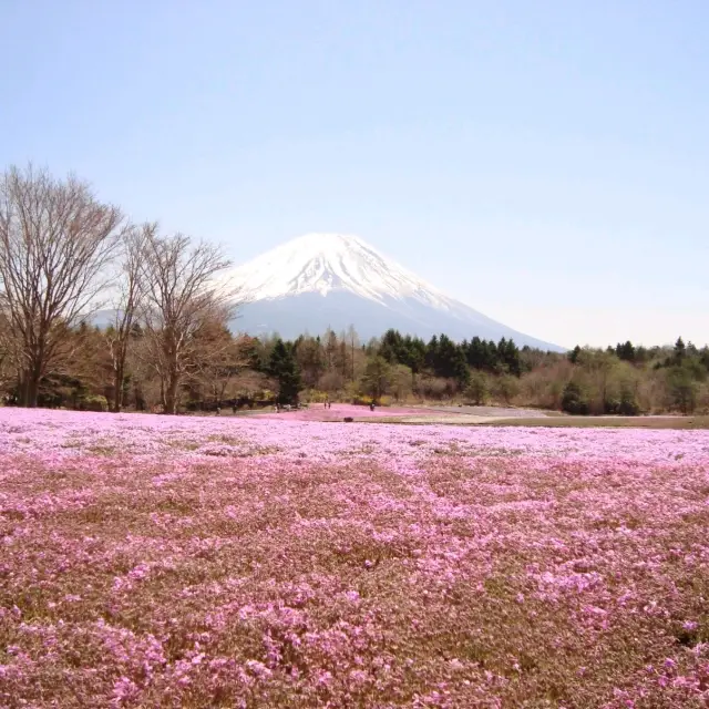 富士芝櫻祭~開心