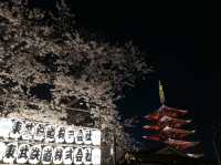 📍東京。2023 夜遊淺草寺 雷門 x 夜櫻。