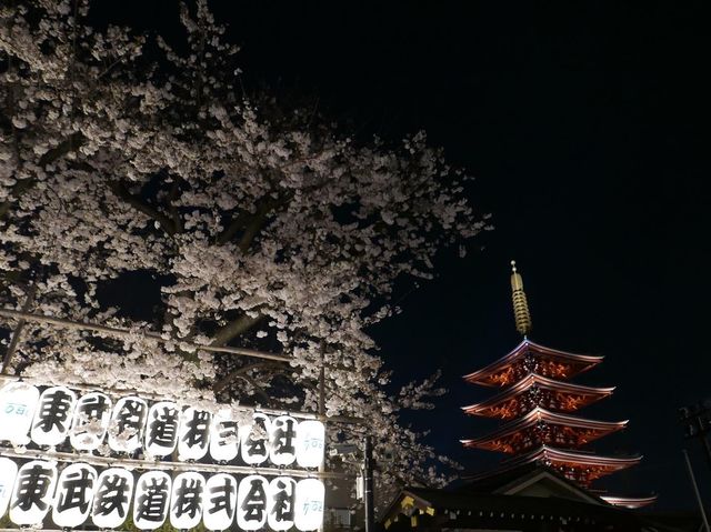 📍東京。2023 夜遊淺草寺 雷門 x 夜櫻。