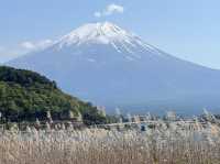 富士山河口湖Craft Park｜沿著湖畔散步看富士山真的是太興奮