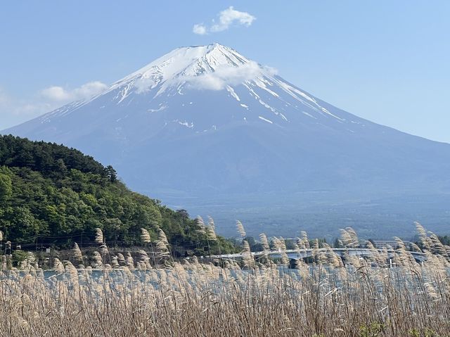 富士山河口湖Craft Park｜沿著湖畔散步看富士山真的是太興奮