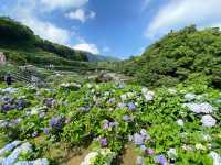 陽明山大梯田花卉生態農園-把握繡球花賞花期