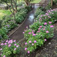 【横浜】夕方の港の見える丘公園で紫陽花散策