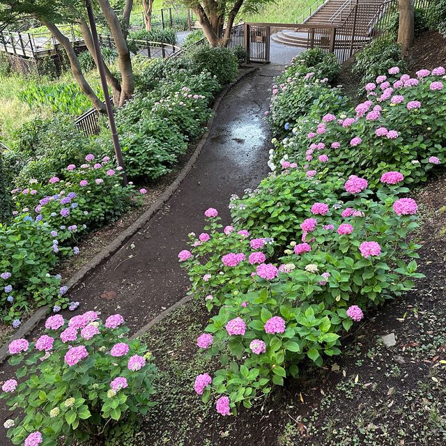 【横浜】夕方の港の見える丘公園で紫陽花散策