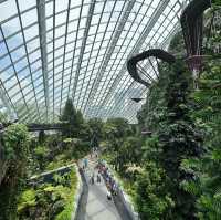 Cloud Forest