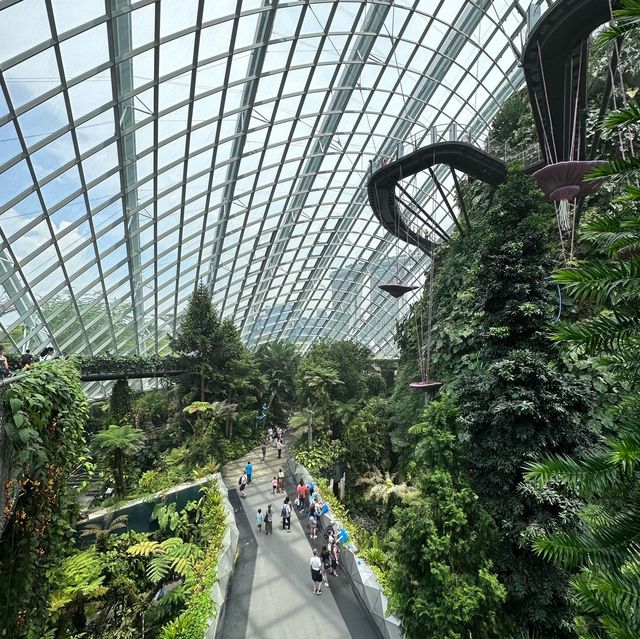 Cloud Forest