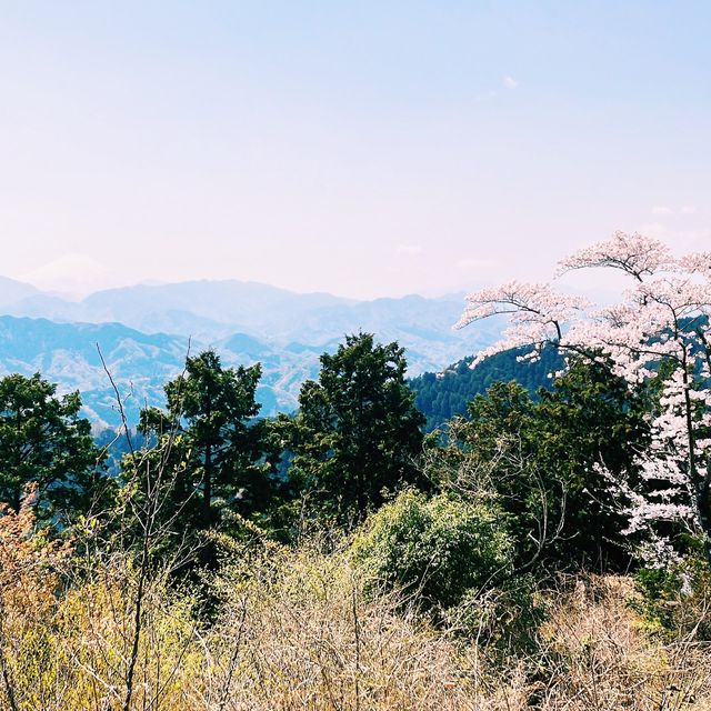 高尾山 (春)