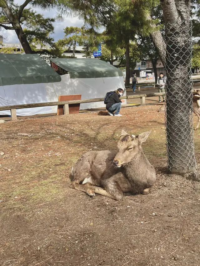 Deers in the City