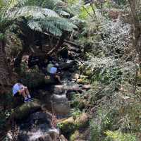 เดินเขากันที่ Dandenong ranges national park 🏞️ 