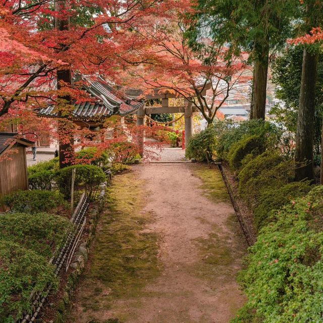 寧靜的楓🍁佐賀大興善寺 🐱🏯✨ 