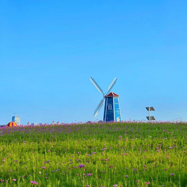 紫山公園 🌷🌳荷蘭奇幻🌷🌷