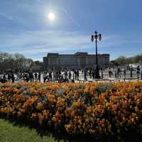 Springtime at Buckingham Palace 