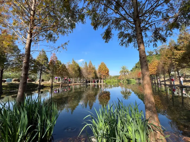 月眉人工濕地生態公園的落羽松沿著生態池成排種植,水面倒影清晰