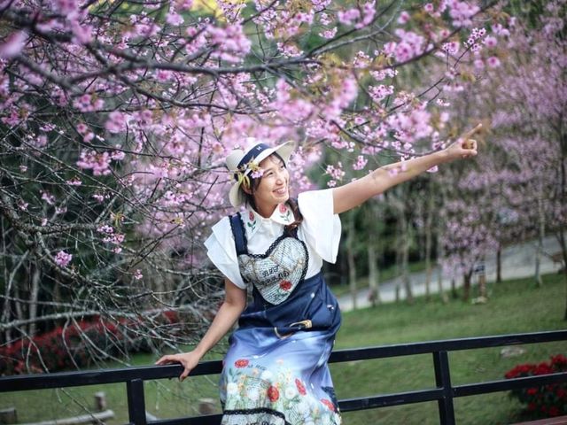 พญาเสือโคร่งบานสะพรั่ง@หน่วยจัดการต้นน้ำหงาว-งาว