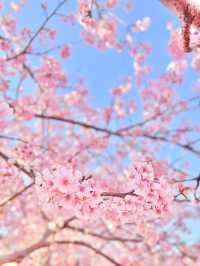 【絶景】菜の花×河津桜のコントラストが美しい🌸まつだ桜まつり