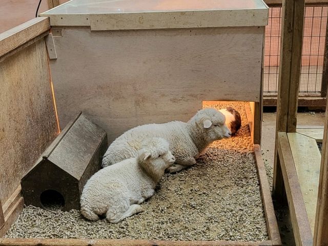 귀여운 동물들이 가득한 예쁜 상하농원