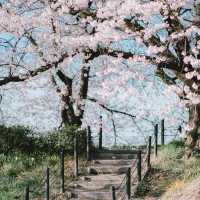 【埼玉】圧巻！1kmの桜並木🌸「県営権現堂公園」