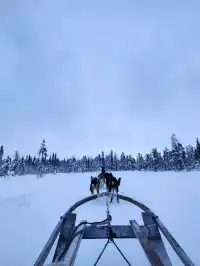 รีวิวกิจกรรมหมาลากเลื่อน#DogSleddingInKiruna