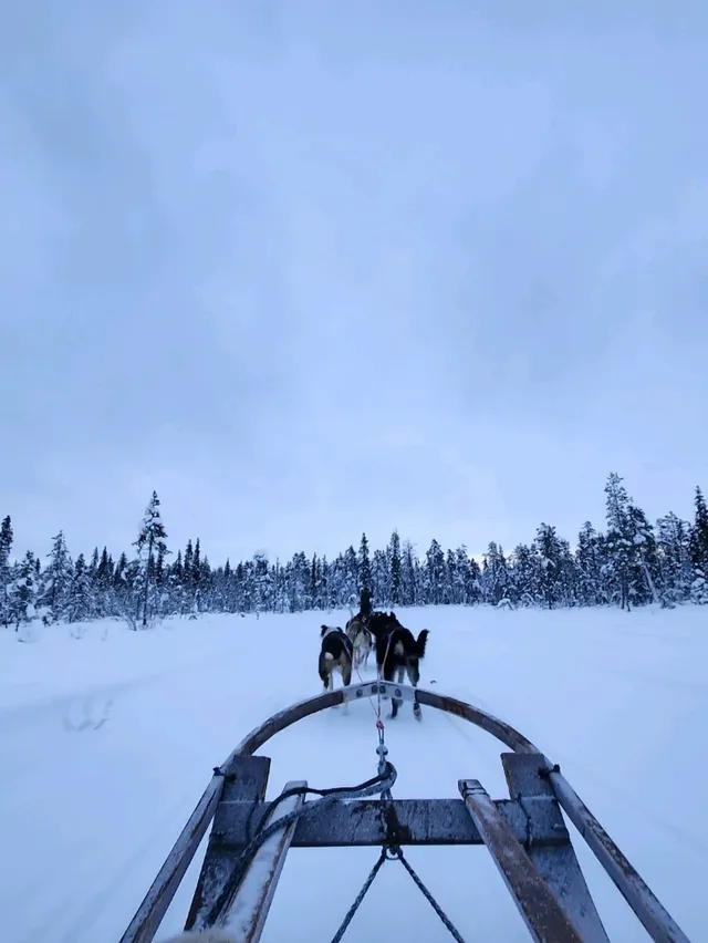 รีวิวกิจกรรมหมาลากเลื่อน#DogSleddingInKiruna