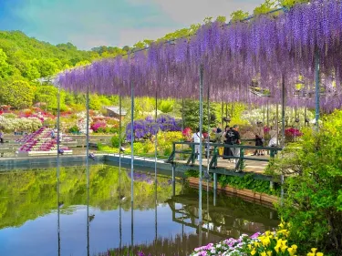 Ashikaga Flower Park | Trip.com Ashikaga