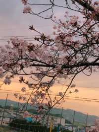 【福岡花見スポット】赤い橋が架かる花見スポット🌸