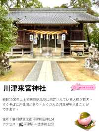 【川津来宮神社/静岡県】鮮やかな河津桜と大楠