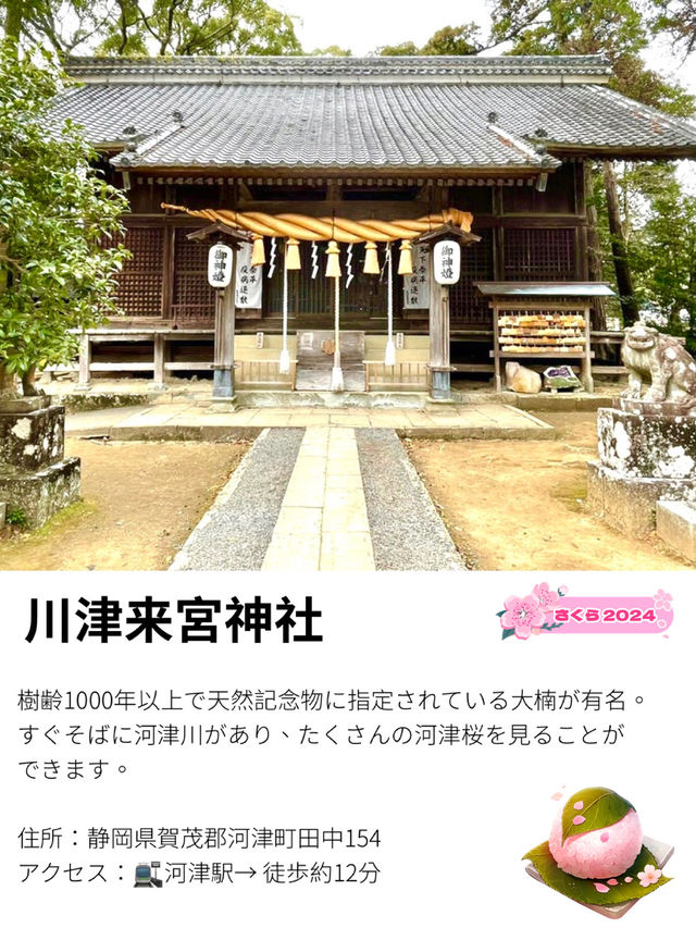 【川津来宮神社/静岡県】鮮やかな河津桜と大楠