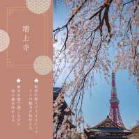 おすすめ！東京タワー桜スポット🗼🌸