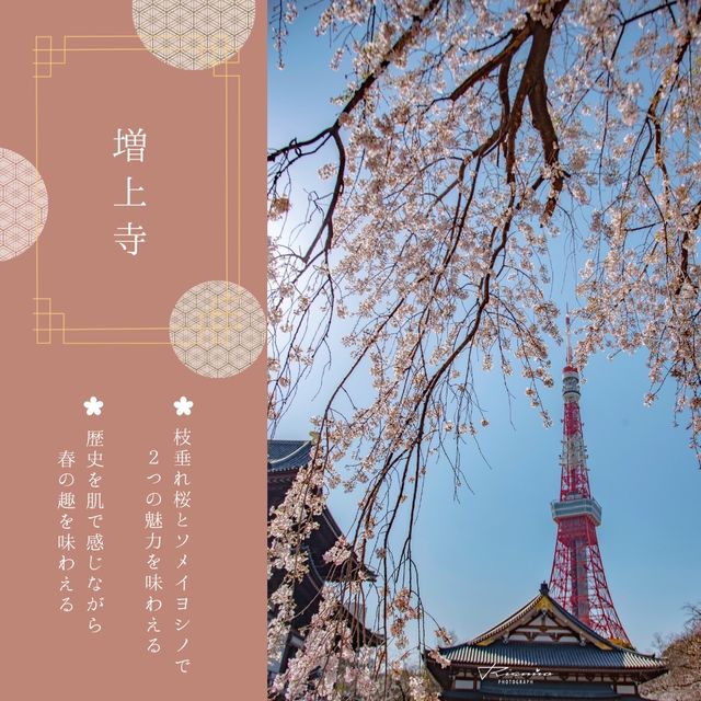 おすすめ！東京タワー桜スポット🗼🌸