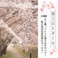 春の河口湖で富士山とさくらをたのしもう🗻🌸