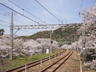 Yamanakadani - Cherry Blossom Journey