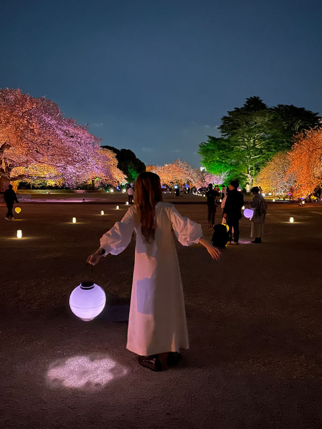 新宿御苑　桜のライトアップ