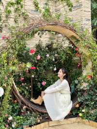 香港也有超美向日葵花海 香港花卉展覽2024