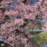 【日和山公園】櫻花 🌸 共度美好時光