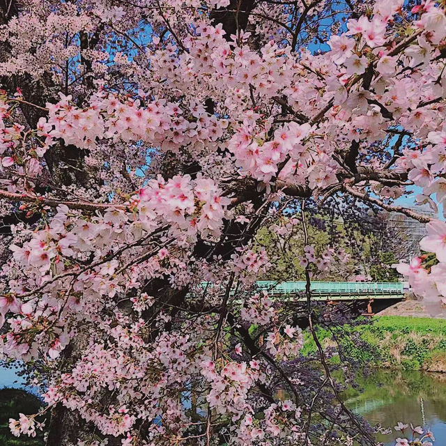 【日和山公園】櫻花 🌸 共度美好時光