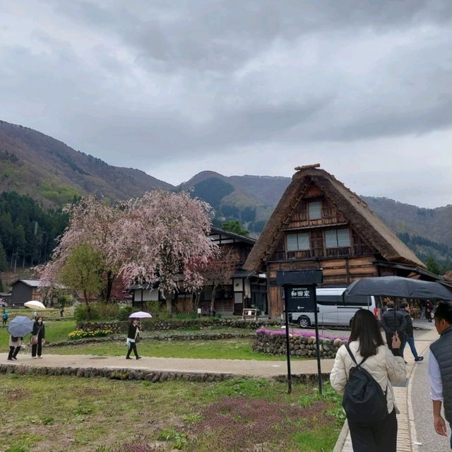 Japan Sakura!