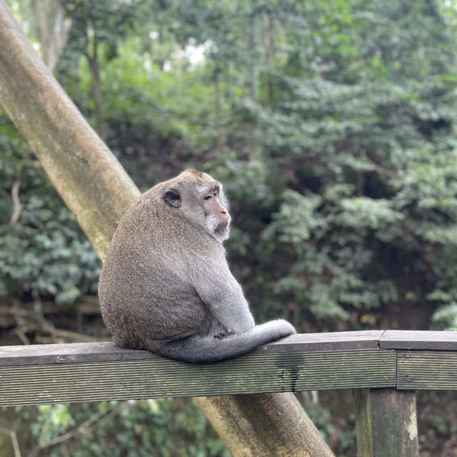 The forest of the mischievous monkeys 