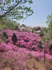 진잘래동산 벚꽃축제 인생샷🌸