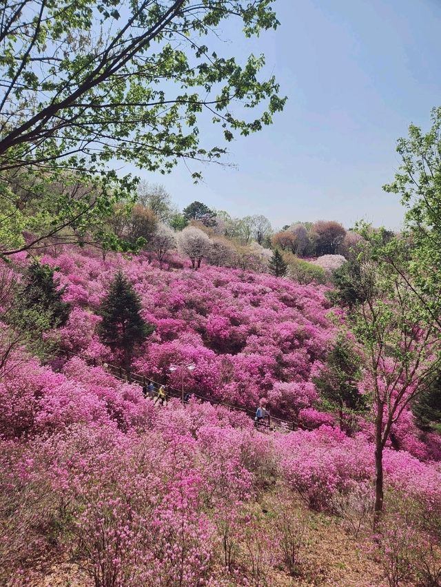 진잘래동산 벚꽃축제 인생샷🌸