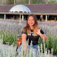 สวนลุงเวศน์ นาหมื่นศรี 2024🌻💐
