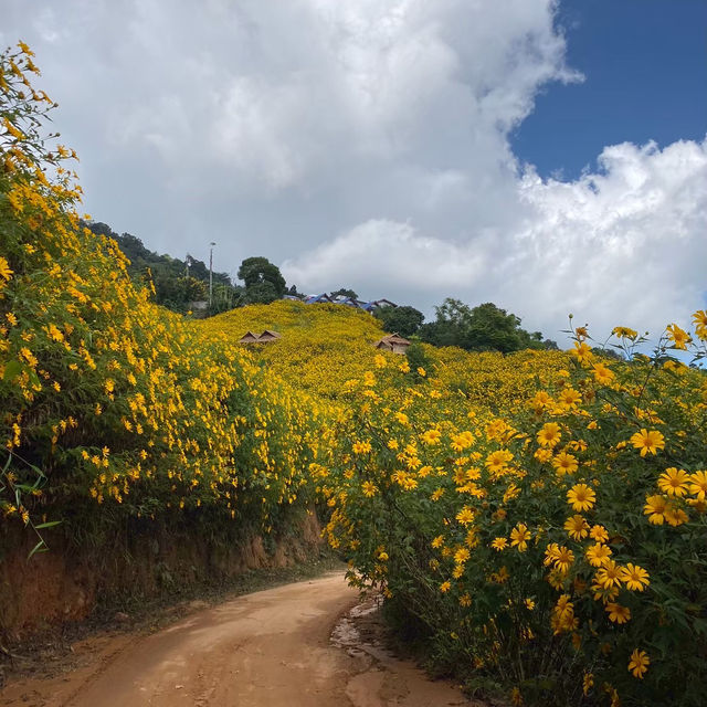 งานดอกบัวตองงงง ไม่ต้องไปถึงที่แม่ฮ่องสอน🌻