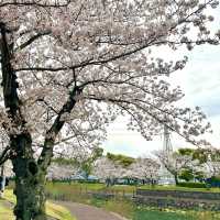 【大分市平和市民公園】桜とこいのぼり