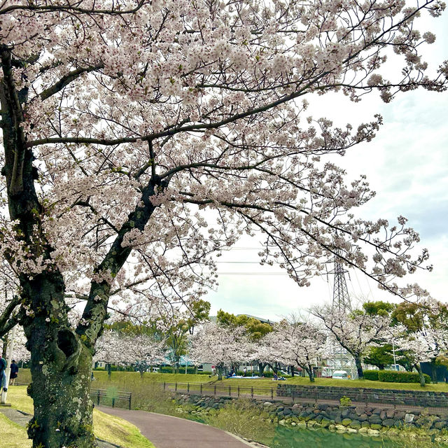 【大分市平和市民公園】桜とこいのぼり