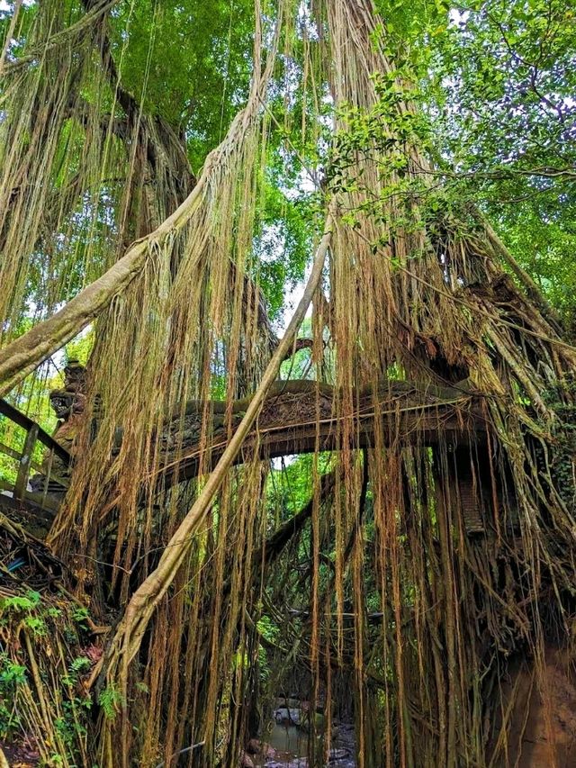 Sacred Monkey Forest Sanctuary