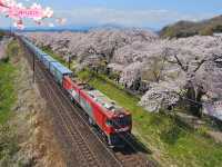 🌸【日本宮城縣】🌸白石川堤櫻花隧道，攝影愛好者和櫻花愛好者的天堂
