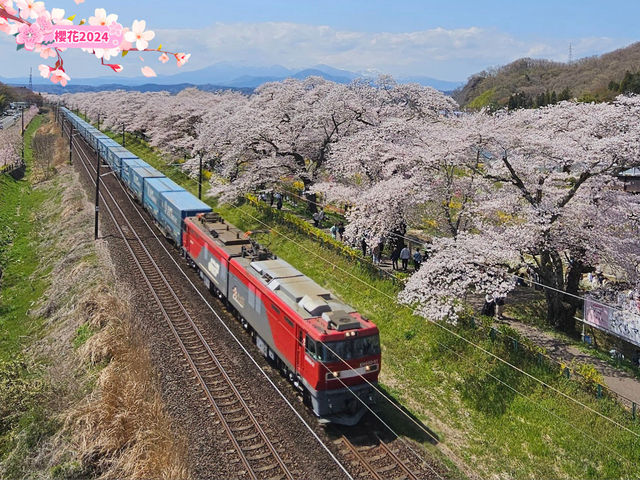 🌸【日本宮城縣】🌸白石川堤櫻花隧道，攝影愛好者和櫻花愛好者的天堂